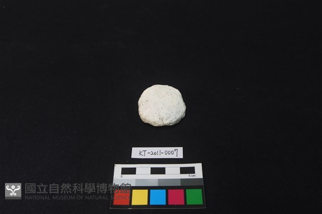 貝核藏品圖，第1張