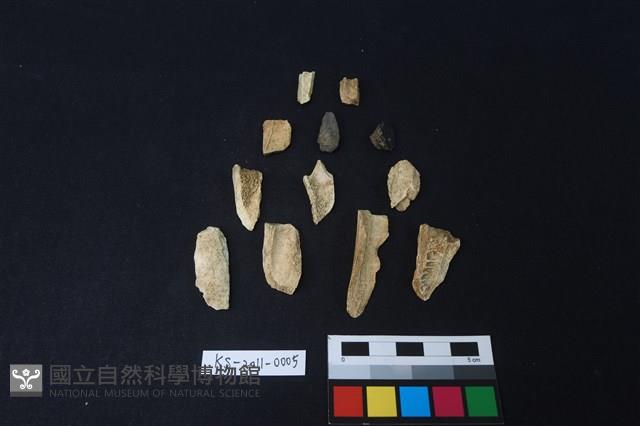 獸骨藏品圖，第1張