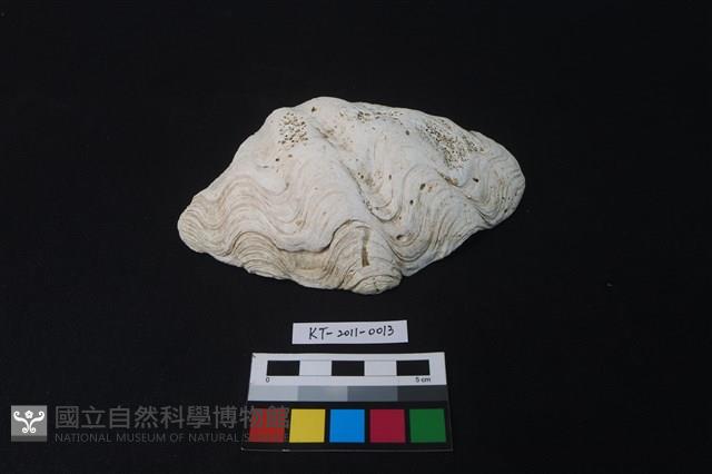 貝殼藏品圖，第1張