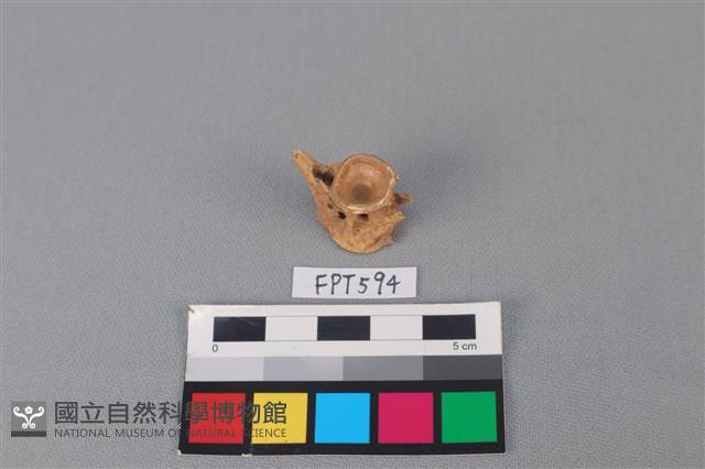魚骨藏品圖，第4張
