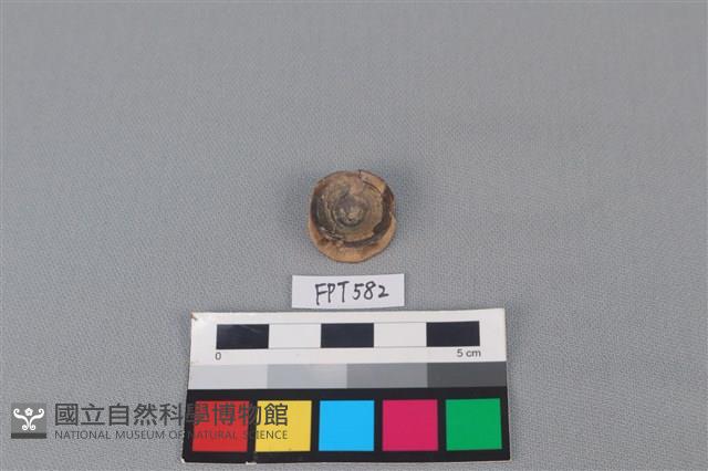 鯊魚骨藏品圖，第2張