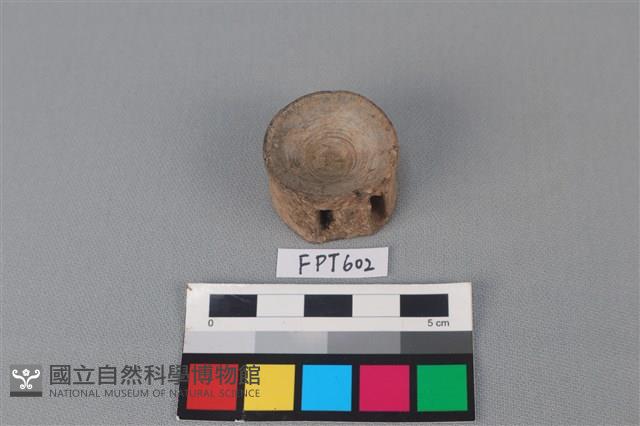 鯊魚骨藏品圖，第2張