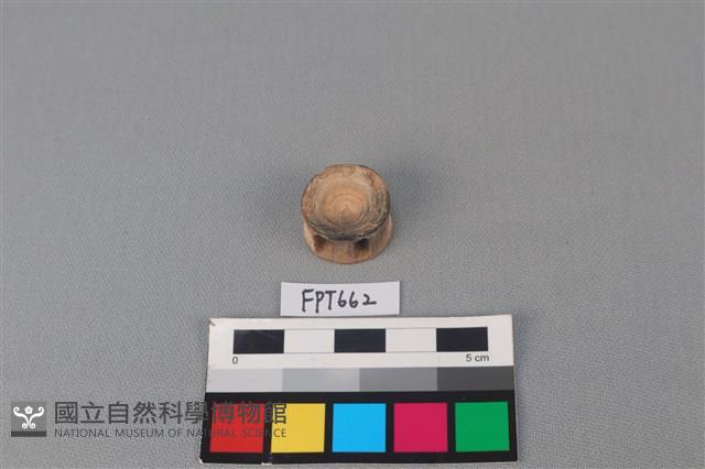 鯊魚骨藏品圖，第2張