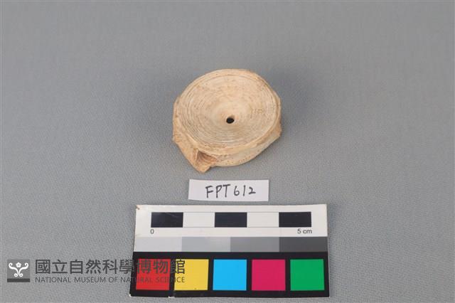 鯊魚骨藏品圖，第2張