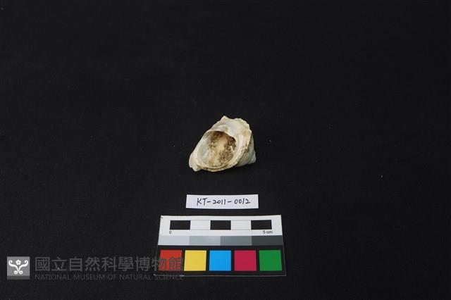 貝殼藏品圖，第2張