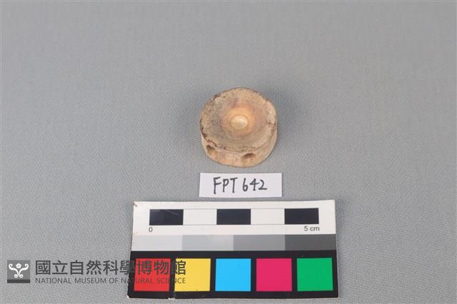 鯊魚骨藏品圖，第2張