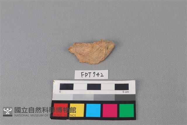 魚骨藏品圖，第2張