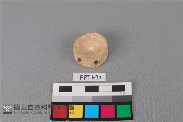 鯊魚骨藏品圖，第2張