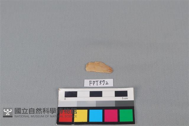 魚骨藏品圖，第2張