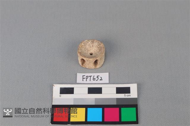 鯊魚骨藏品圖，第2張