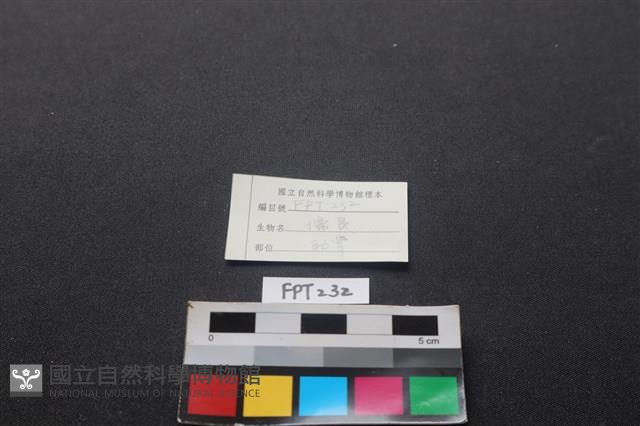 儒艮骨藏品圖，第3張
