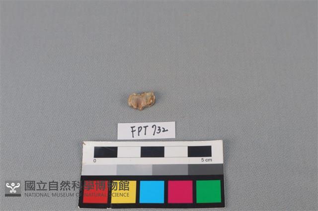 鹿骨藏品圖，第2張