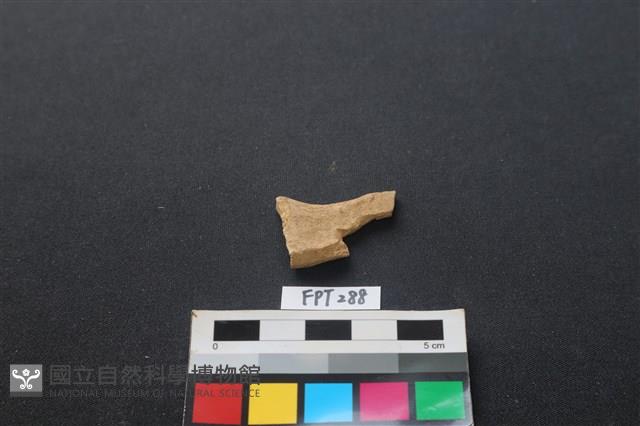 山羌骨藏品圖，第2張