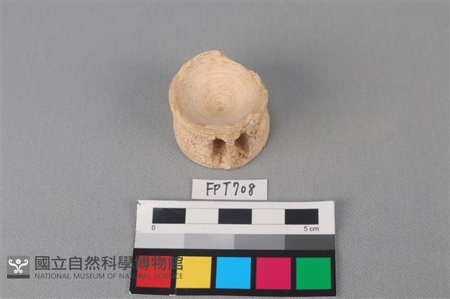 鯊魚骨藏品圖，第2張