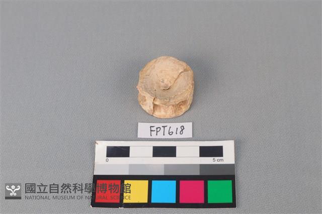 鯊魚骨藏品圖，第2張
