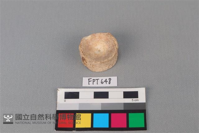 鯊魚骨藏品圖，第2張