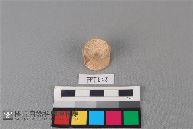 鯊魚骨藏品圖，第2張