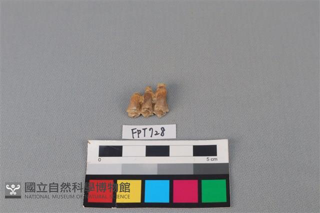 鹿骨藏品圖，第2張