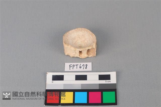 鯊魚骨藏品圖，第2張