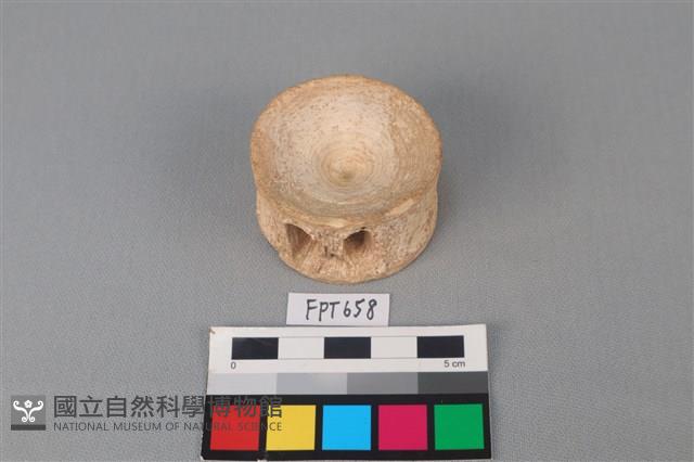 鯊魚骨藏品圖，第2張