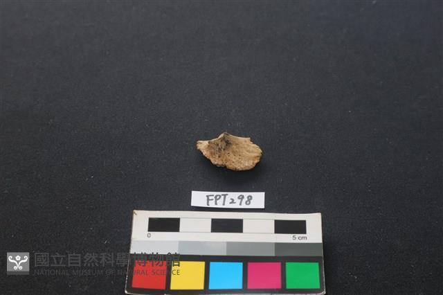 魚骨藏品圖，第2張