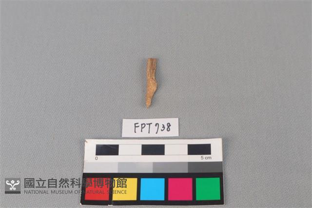 鯊魚骨藏品圖，第2張