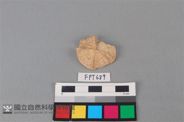 鯊魚骨藏品圖，第2張