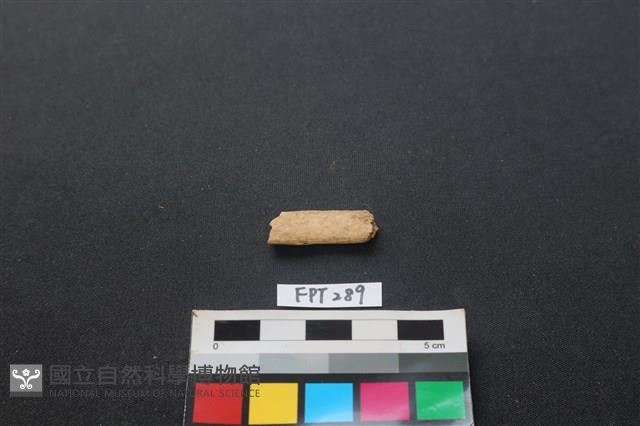 哺乳類動物骨藏品圖，第2張