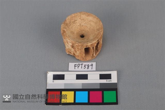 鯊魚骨藏品圖，第2張