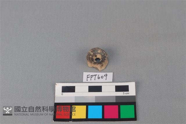 鯊魚骨藏品圖，第2張