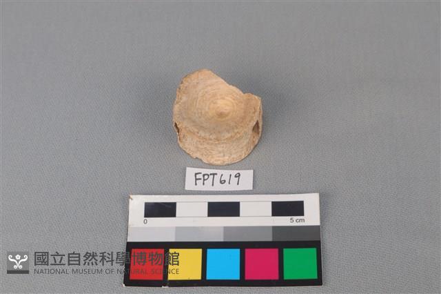 鯊魚骨藏品圖，第2張