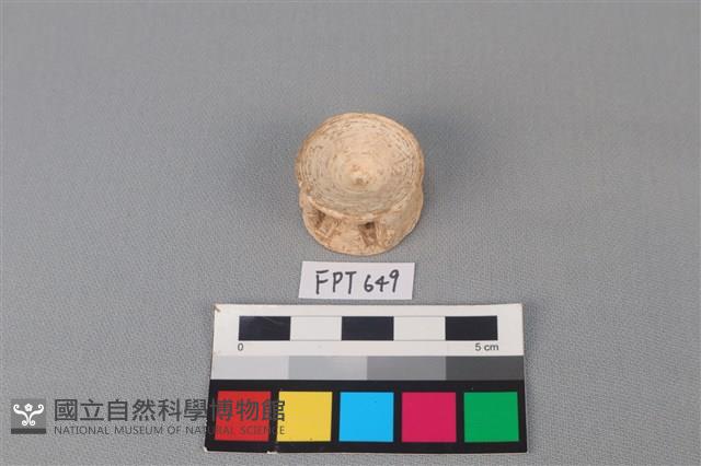 鯊魚骨藏品圖，第2張