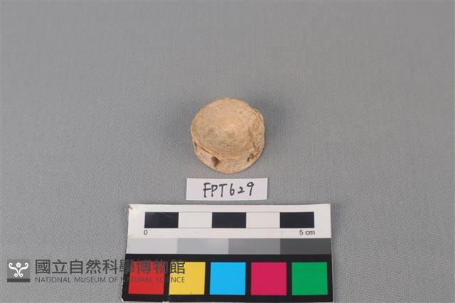 鯊魚骨藏品圖，第2張