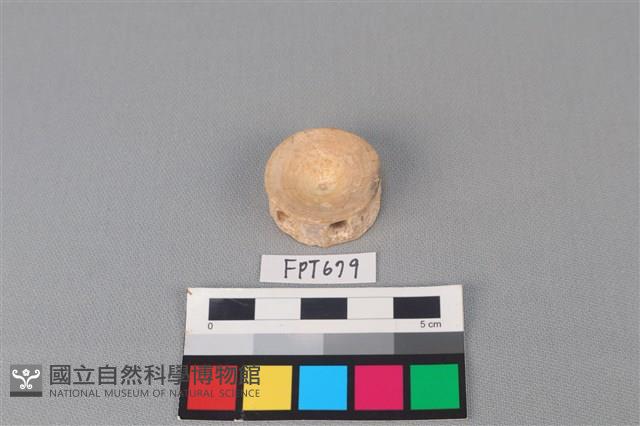 鯊魚骨藏品圖，第2張