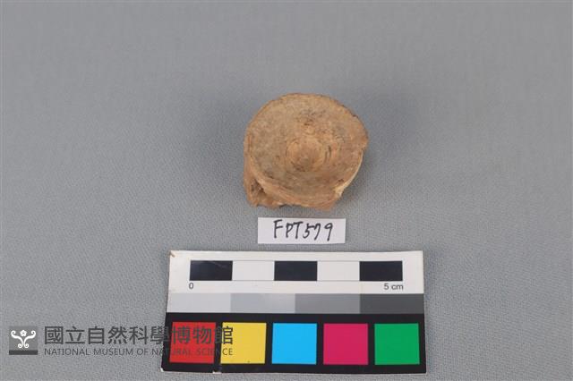 鯊魚骨藏品圖，第2張