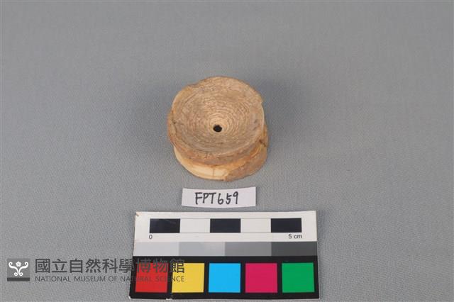 魚骨藏品圖，第2張