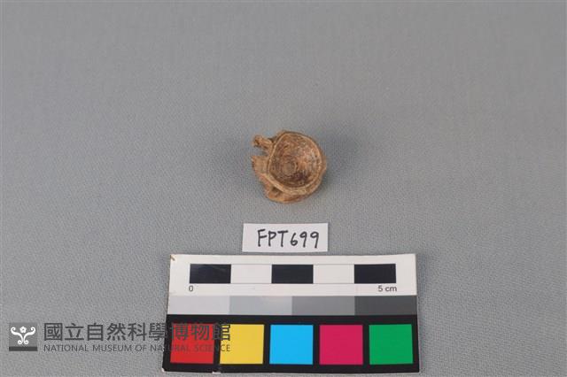 魚骨藏品圖，第2張