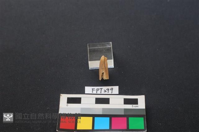 鹿骨藏品圖，第2張