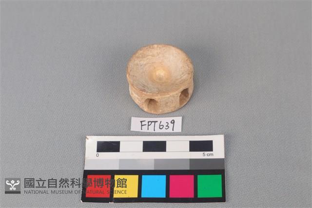 鯊魚骨藏品圖，第2張