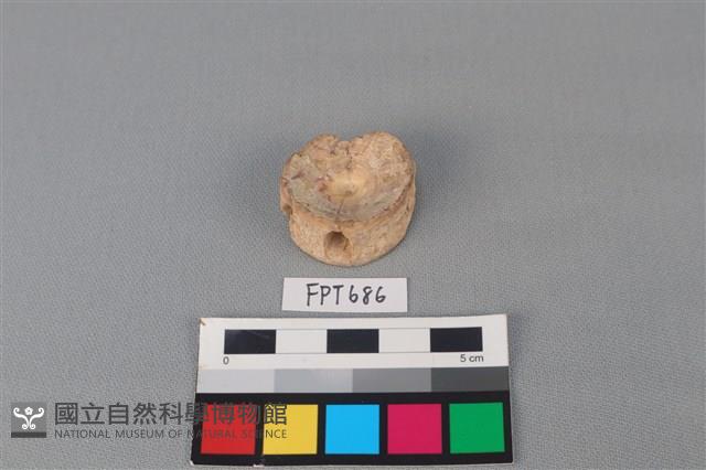 鯊魚骨藏品圖，第2張
