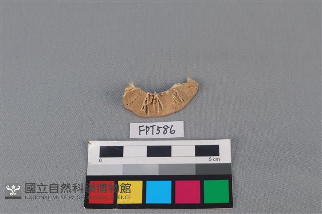 鯊魚骨藏品圖，第2張