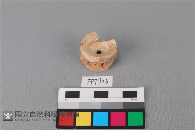 鯊魚骨藏品圖，第2張