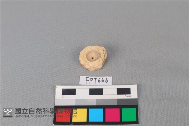 鯊魚骨藏品圖，第2張