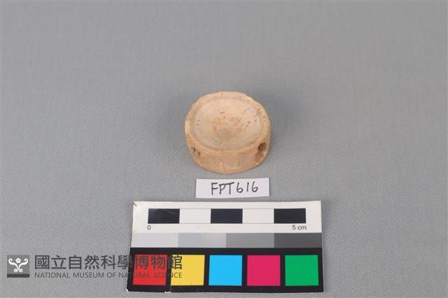 鯊魚骨藏品圖，第2張