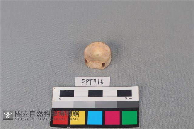 鯊魚骨藏品圖，第2張