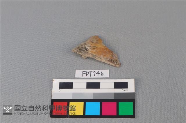 魚骨藏品圖，第2張