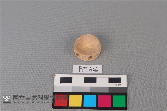 鯊魚骨藏品圖，第2張