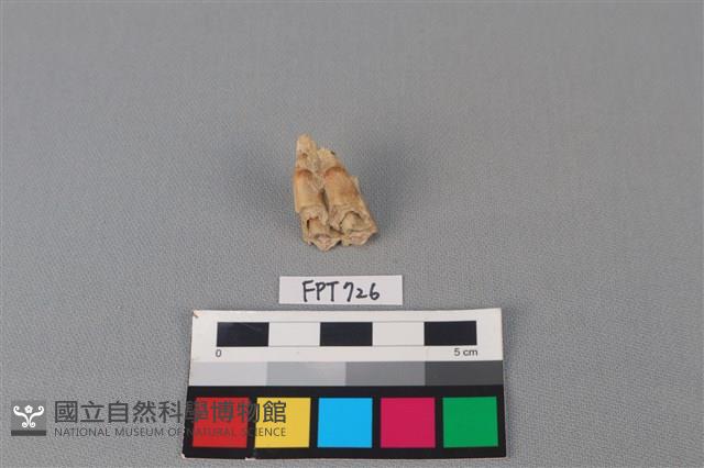 鹿骨藏品圖，第2張
