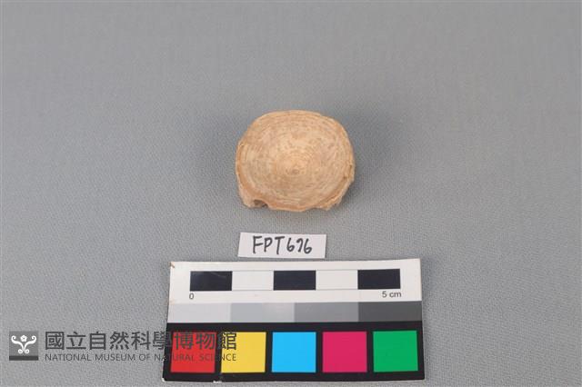 鯊魚骨藏品圖，第2張