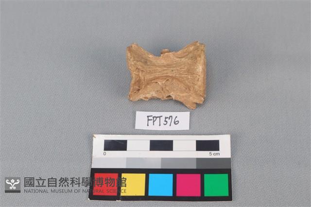 魚骨藏品圖，第2張